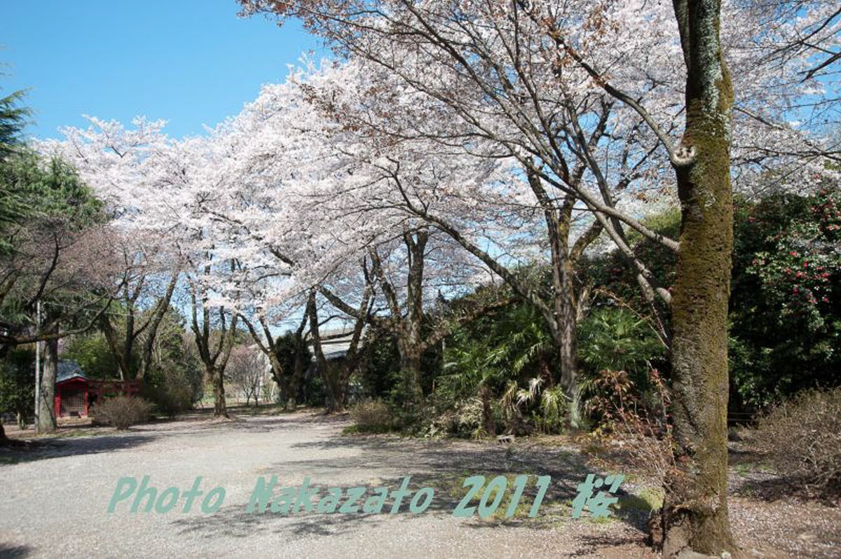 神明社の桜